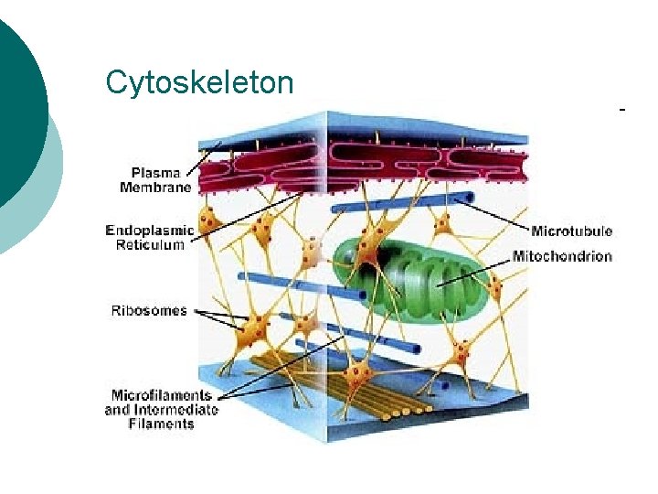 Cytoskeleton 