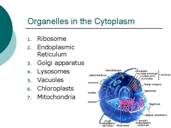Organelles in the Cytoplasm 1. 2. 3. 4. 5. 6. 7. Ribosome Endoplasmic Reticulum