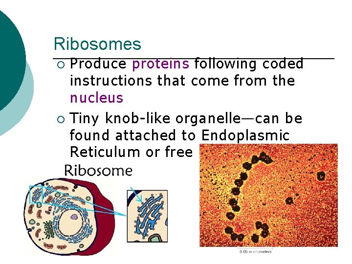 Ribosomes Produce proteins following coded instructions that come from the nucleus ¡ Tiny knob-like
