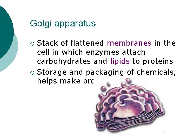 Golgi apparatus Stack of flattened membranes in the cell in which enzymes attach carbohydrates
