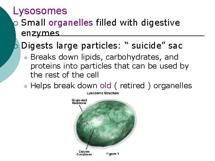Lysosomes Small organelles filled with digestive enzymes ¡ Digests large particles: “ suicide” sac