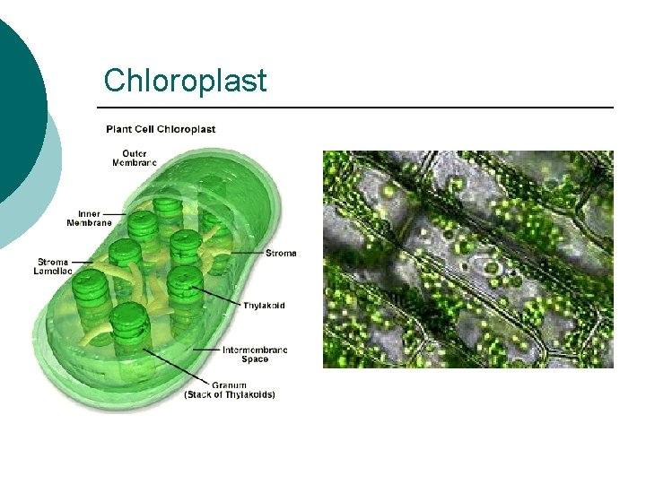 Chloroplast 