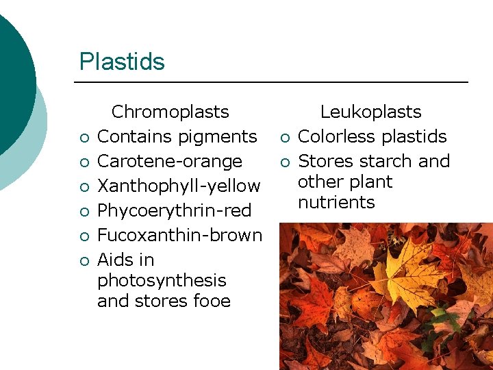 Plastids ¡ ¡ ¡ Chromoplasts Contains pigments Carotene-orange Xanthophyll-yellow Phycoerythrin-red Fucoxanthin-brown Aids in photosynthesis
