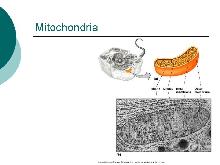 Mitochondria 