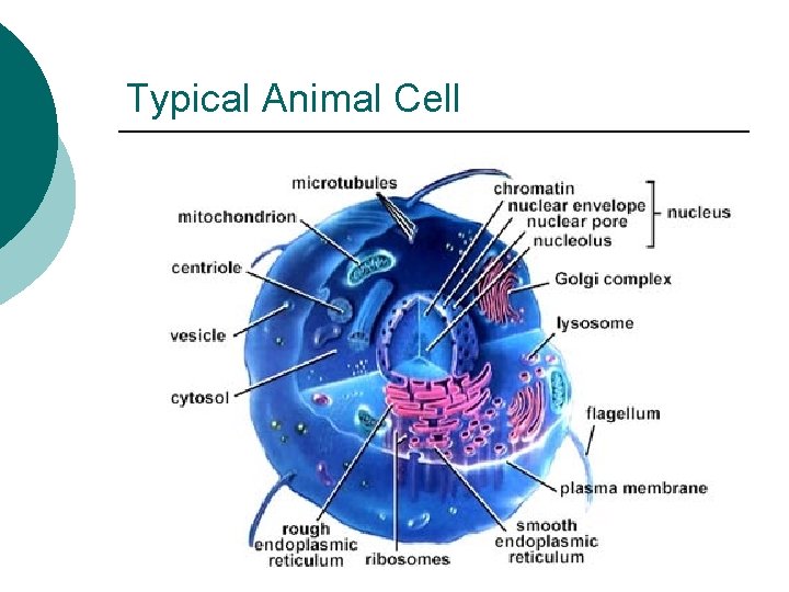 Typical Animal Cell 