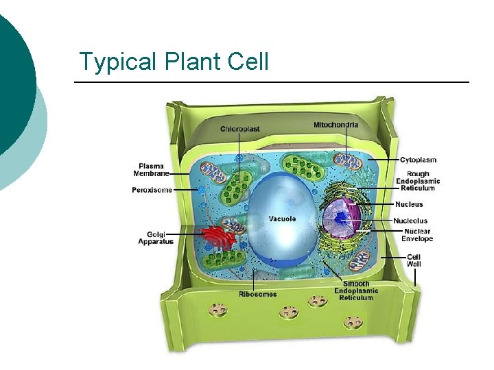 Typical Plant Cell 