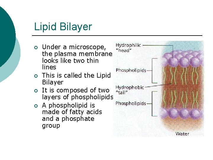Lipid Bilayer ¡ ¡ Under a microscope, the plasma membrane looks like two thin