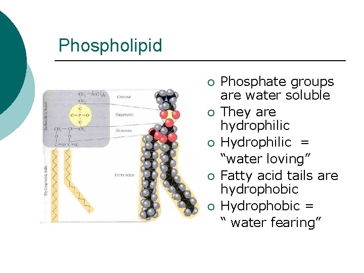 Phospholipid ¡ ¡ ¡ Phosphate groups are water soluble They are hydrophilic Hydrophilic =