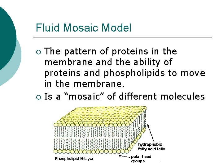 Fluid Mosaic Model The pattern of proteins in the membrane and the ability of
