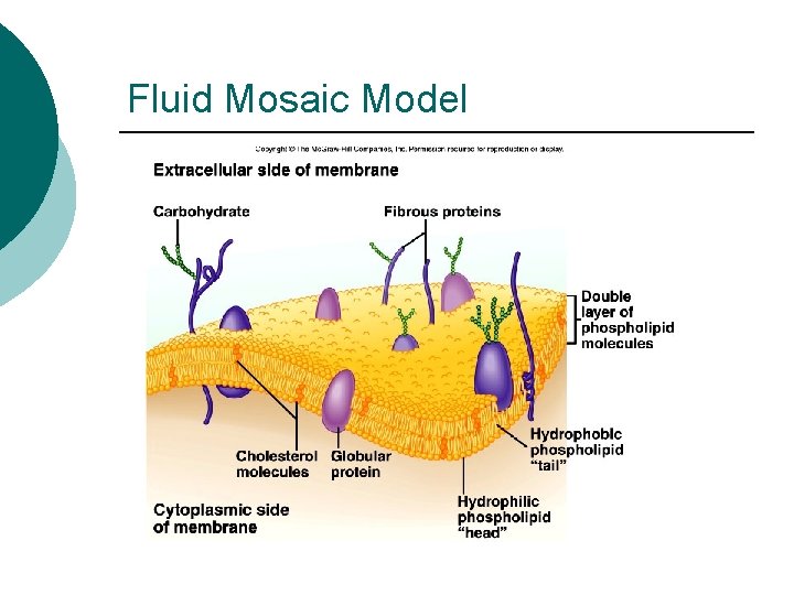 Fluid Mosaic Model 