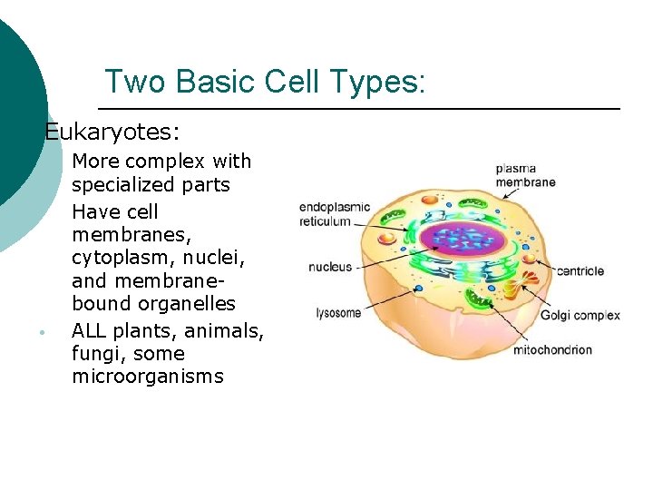 Two Basic Cell Types: 2. Eukaryotes: • • • More complex with specialized parts