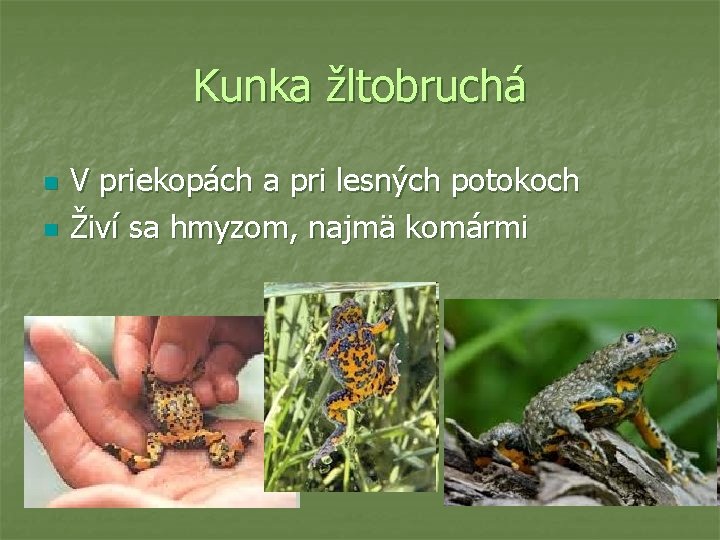 Kunka žltobruchá n n V priekopách a pri lesných potokoch Živí sa hmyzom, najmä