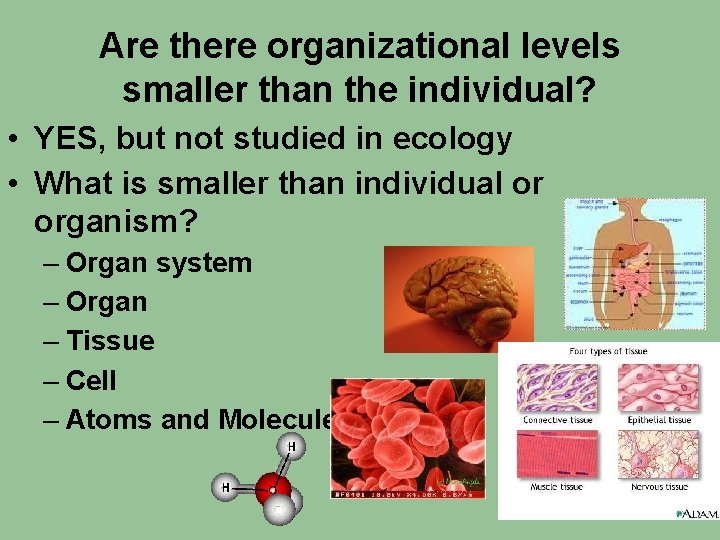 Are there organizational levels smaller than the individual? • YES, but not studied in