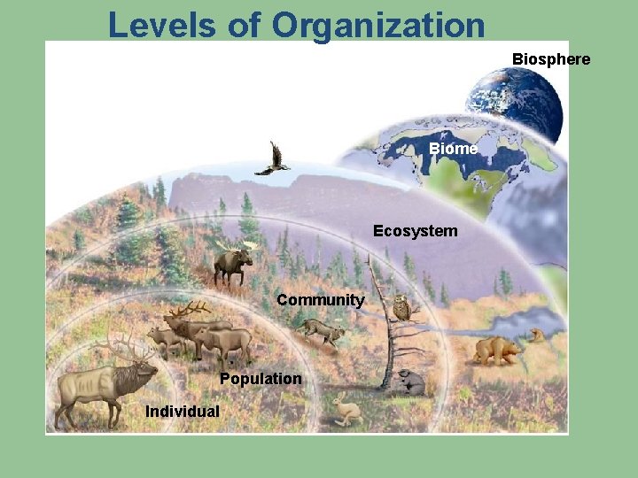 Levels of Organization. Biosphere Biome Ecosystem Community Population Individual 