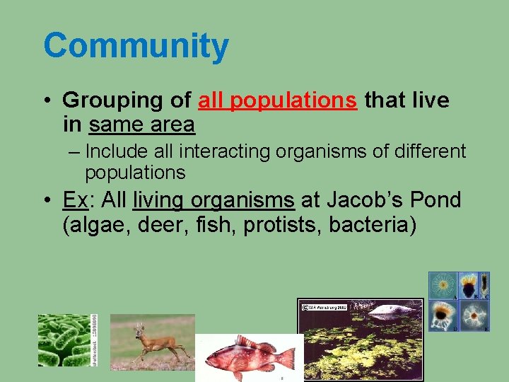 Community • Grouping of all populations that live in same area – Include all