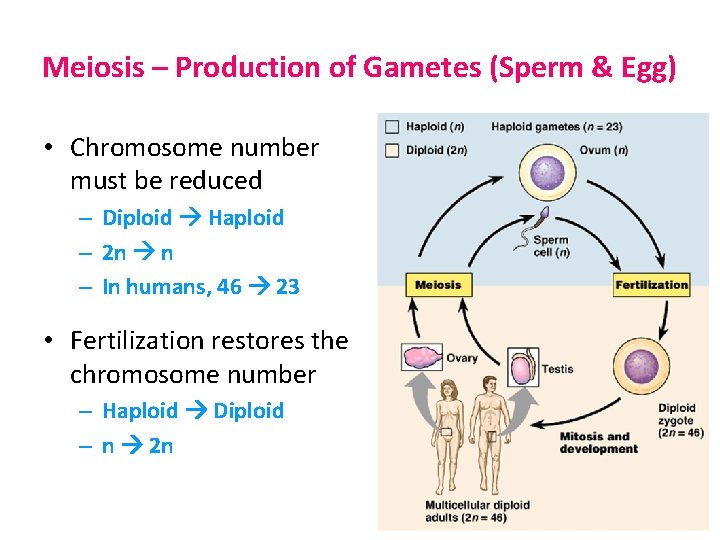 Meiosis – Production of Gametes (Sperm & Egg) • Chromosome number must be reduced