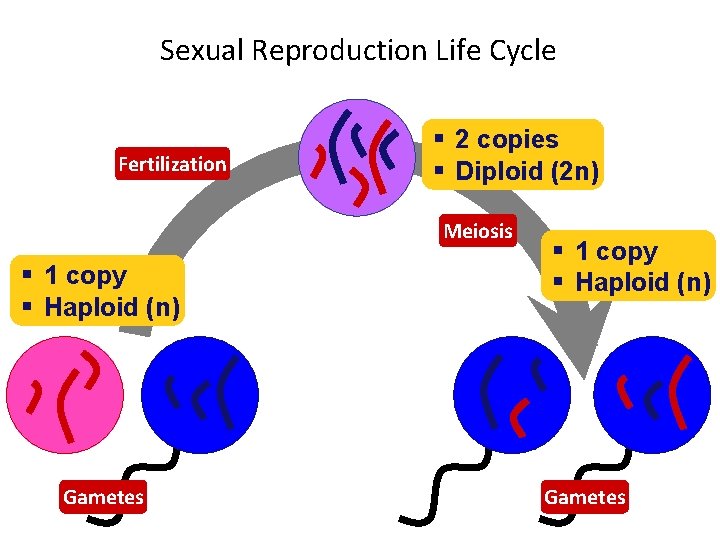 Sexual Reproduction Life Cycle Fertilization § 2 copies § Diploid (2 n) Meiosis §