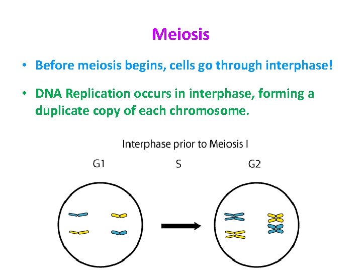 Meiosis • Before meiosis begins, cells go through interphase! • DNA Replication occurs in