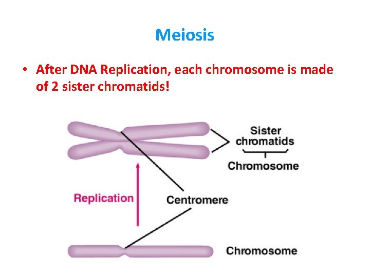 Meiosis • After DNA Replication, each chromosome is made of 2 sister chromatids! 