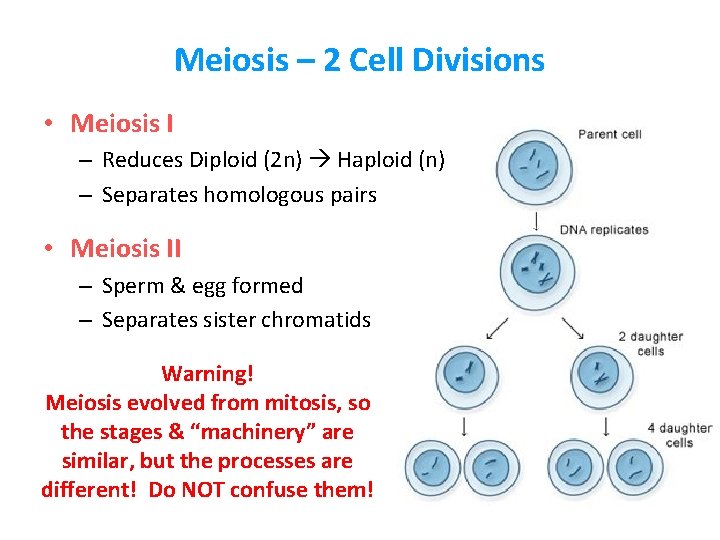 Meiosis – 2 Cell Divisions • Meiosis I – Reduces Diploid (2 n) Haploid