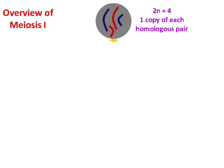 2 n = 4 1 copy of each homologous pair Overview of Meiosis I