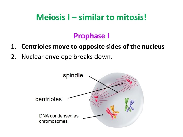 Meiosis I – similar to mitosis! Prophase I 1. Centrioles move to opposite sides