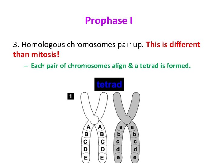 Prophase I 3. Homologous chromosomes pair up. This is different than mitosis! – Each