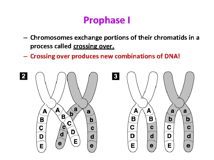 Prophase I – Chromosomes exchange portions of their chromatids in a process called crossing