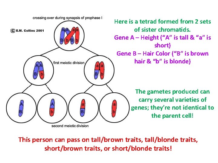 Here is a tetrad formed from 2 sets of sister chromatids. Gene A –