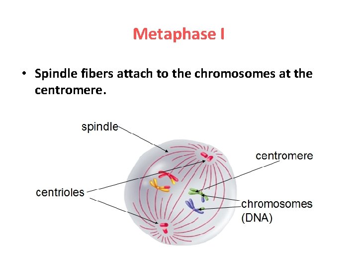 Metaphase I • Spindle fibers attach to the chromosomes at the centromere. 