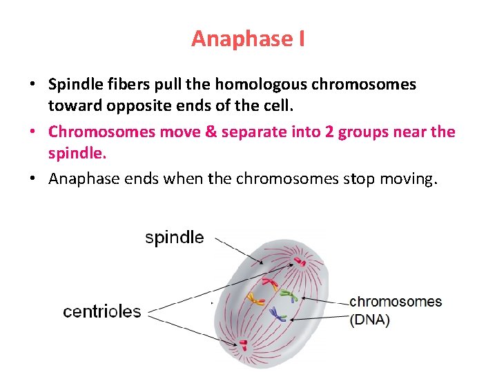 Anaphase I • Spindle fibers pull the homologous chromosomes toward opposite ends of the