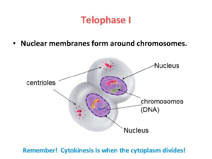 Telophase I • Nuclear membranes form around chromosomes. Remember! Cytokinesis is when the cytoplasm
