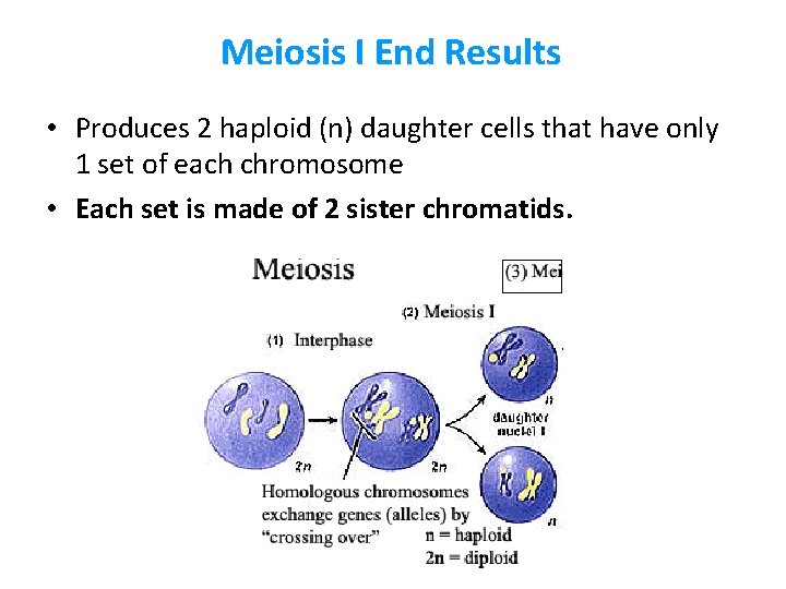 Meiosis I End Results • Produces 2 haploid (n) daughter cells that have only