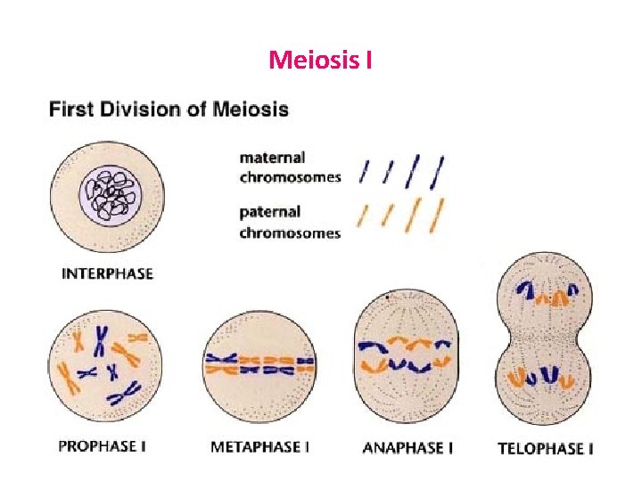 Meiosis I 