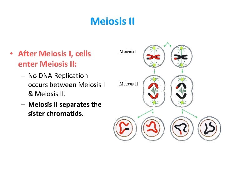 Meiosis II • After Meiosis I, cells enter Meiosis II: – No DNA Replication