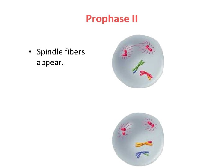 Prophase II • Spindle fibers appear. 
