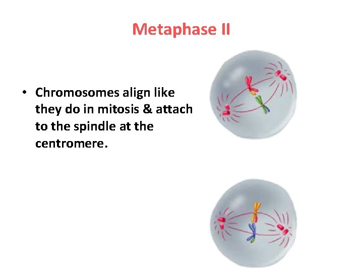 Metaphase II • Chromosomes align like they do in mitosis & attach to the