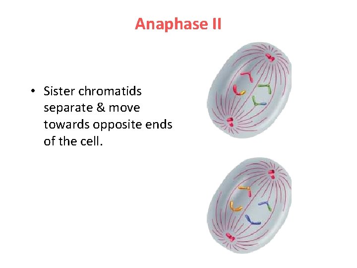 Anaphase II • Sister chromatids separate & move towards opposite ends of the cell.