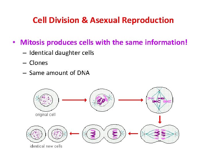 Cell Division & Asexual Reproduction • Mitosis produces cells with the same information! –