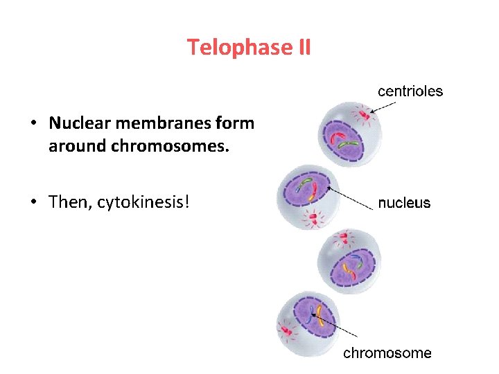 Telophase II • Nuclear membranes form around chromosomes. • Then, cytokinesis! 