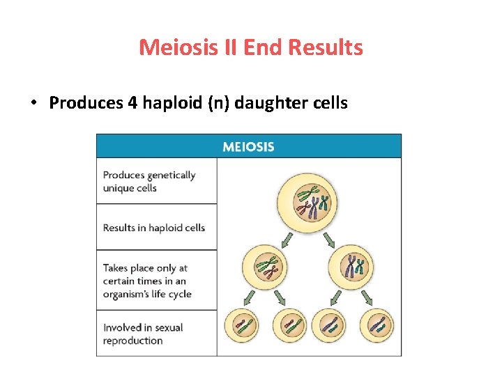 Meiosis II End Results • Produces 4 haploid (n) daughter cells 