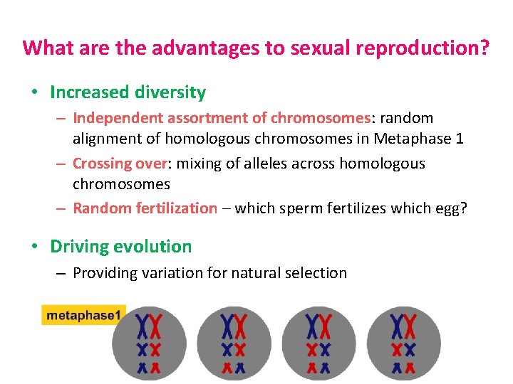 What are the advantages to sexual reproduction? • Increased diversity – Independent assortment of