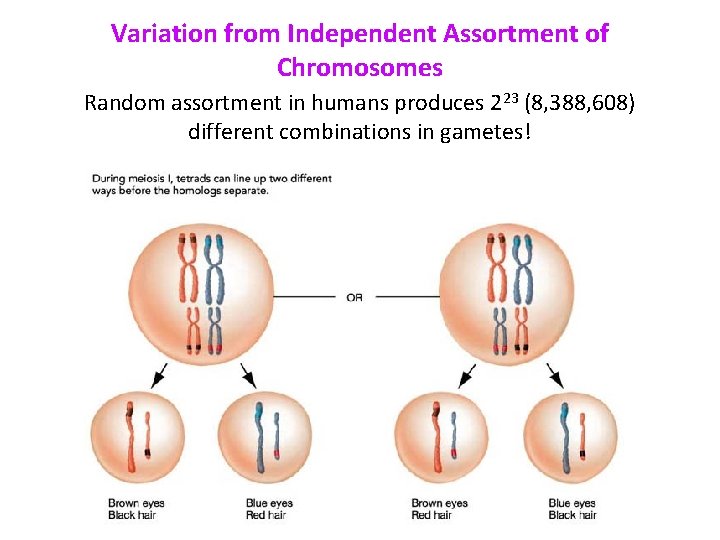 Variation from Independent Assortment of Chromosomes Random assortment in humans produces 223 (8, 388,