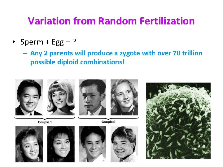 Variation from Random Fertilization • Sperm + Egg = ? – Any 2 parents