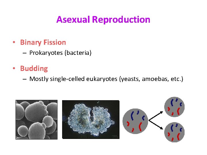 Asexual Reproduction • Binary Fission – Prokaryotes (bacteria) • Budding – Mostly single-celled eukaryotes