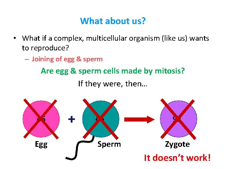 What about us? • What if a complex, multicellular organism (like us) wants to