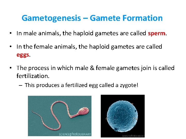 Gametogenesis – Gamete Formation • In male animals, the haploid gametes are called sperm.