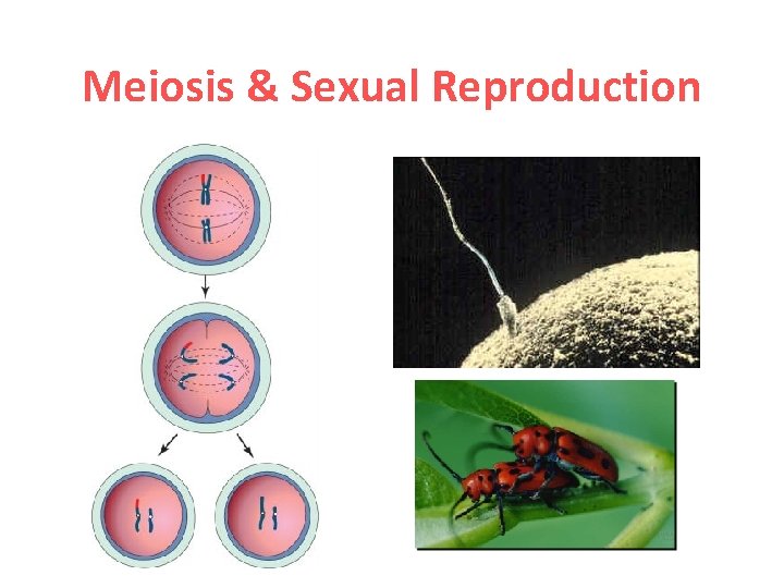Meiosis & Sexual Reproduction 