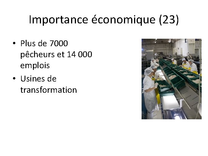 Importance économique (23) • Plus de 7000 pêcheurs et 14 000 emplois • Usines
