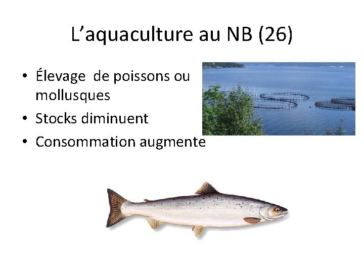 L’aquaculture au NB (26) • Élevage de poissons ou mollusques • Stocks diminuent •